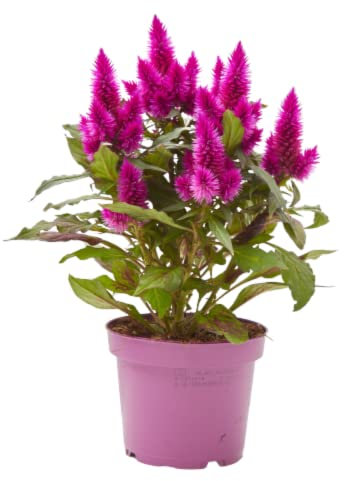 Verdecora Celosía Caracas | Celosía Plumosa | Planta Plumilla | Cresta de Gallo | Planta natural de interior con flor (Maceta de Ø13cm)