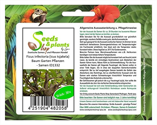 Stk - 30x Ficus infectoria (icus tsjakela) Baum Garten Pflanzen - Samen ID1332 - Seeds & Plants Shop by Ipsa