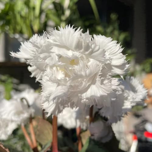 ciclamino - giardino del balcone semi giardino interni perenni resistenti al sole selvatici semi selvatici tagliati 60pz