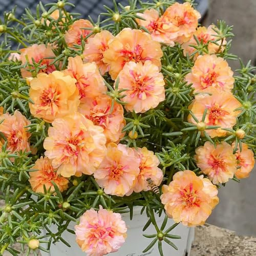 rosa Portulaca de balcón Cubresuelos resistentes trepadoras decoración de sala estar trepadoras raras invernadero interior invernaderos balcón interior 400Semillas