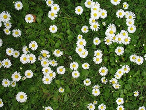 37,500 Lawn Daisy Seeds Bellis perennis Wild Flower Meadows Daisy Chains Grass Lawn 5g Bulk