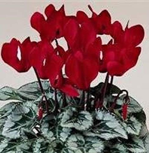 AGROBITS Ciclamino - ado Misto - 5 See