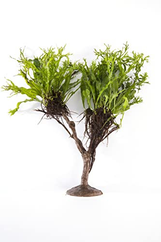 Lincolnshire Pond Plants Ltd - Bogwood, Rocks and PadsTropical Live Aquarium Plants (Java Fern (Windelov) On Tree)