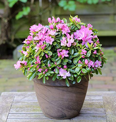 Japanische Azalee Negligee® 15-20cm - Rhododendron obtusum - Zwerg Alpenrose - lebende Gartenpflanze aus den Baumschulen