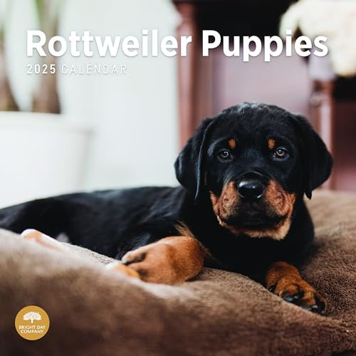 Bright Day Monats-Wandkalender 2025, Rottweiler-Welpen, 30,5 x 30,5 cm, niedliches Geschenk für Hunderassen