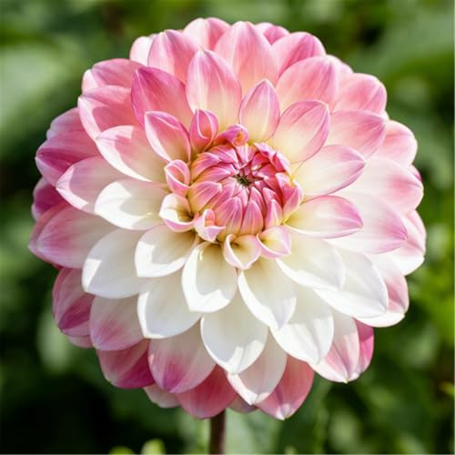 Dalia para parterres/Colores vibrantes, perenne/Excelente efecto al plantarla en masa-4 PCS-C