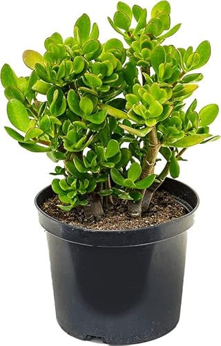 Crassula Ovata Suculenta de Jade Natural de Hojas Verde Oscuro