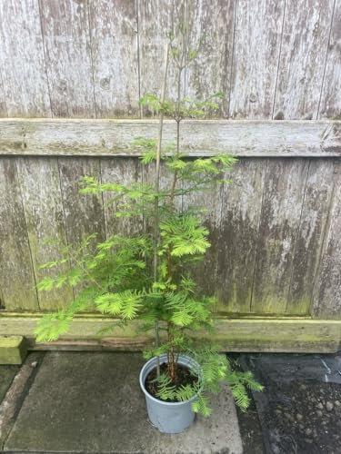 Dawn Redwood Metasequoia glyptostroboides | Living Fossil Tree | Copper Autumn Colours | Fast-Growing Deciduous Conifer | 60/80cm Tall | 2L Pot