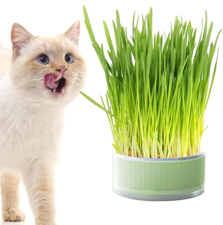 Anzuchtbox für Katzengras, Hydrokultur-Tablett, ökologische Grasbox für den Innenbereich, ohne Bodenpflanzschale zur Verdauungsunterstützung, elegante Graszucht