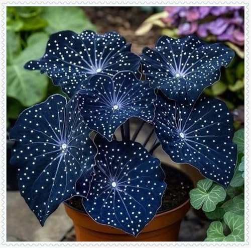 Resistenti al freddo e alla siccità-Bulbi di Hosta-Hosta Bulbi-Rare-4 Bulbi-A