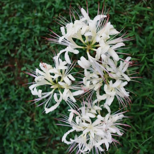 Lirio araña - Lycoris radiata Parterres elevados jardín de decoración de 4bulbos