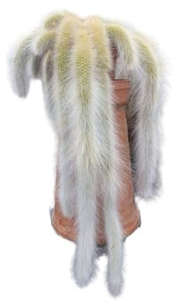 Vivaio Garden Forest Pianta Cactus Coda di Scimmia Hildewintera Colademononis, Bolivia, Pianta reale, Pianta Sud America, Cactus, Fiori rosso vivo, Pianta resistente, Pianta esotica