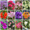 300 Piezas Semillas De Rododendro, Semillas De Azalea, Plantas Para Exterior, Resistentes, Cobertura Del Suelo, Semillas De Plantas De Rododendro Perennes Resistentes, Mezcla De Flores, Deco
