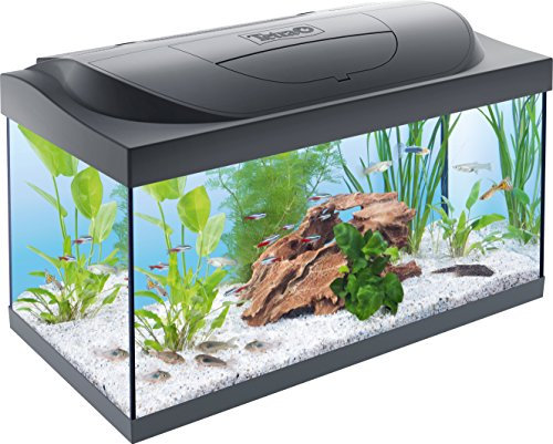 Tetra Starter Line LED 54 l Acquario per principianti, illuminazione LED con modalità luce diurna/notturna