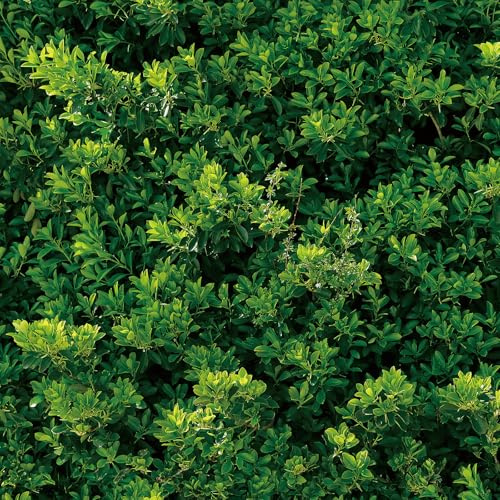 YENHOME Selbstklebend Tapete Wald Blätter Grün Wohnzimmer 44.5x700cm Restaurant Tapete Botanische Fototapete Dschungel Tropische Muster Klebefolie Grün Blätter Folie für Möbel Badezimmer Wasserdicht