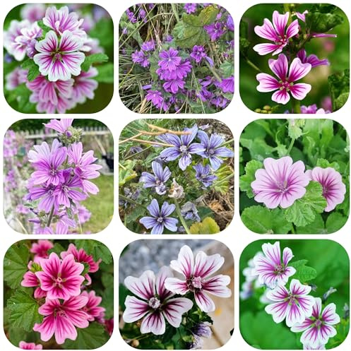 semillas de malva silvestre - interior balcón resistente perenne camas elevadas para jardín 500pcs