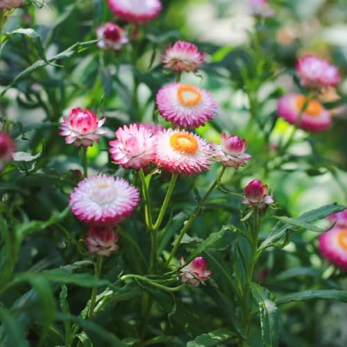 Semi di di paglia-da giardino decorative per luoghi soleggiati perenni,perenni resistenti per l'esterno decorative per la 100pcs