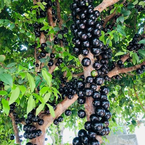 Jabuticaba - balkon Plinia cauliflora, obstbäume grünpflanzen kaufen garten obstgarten obstbaum 250Samen