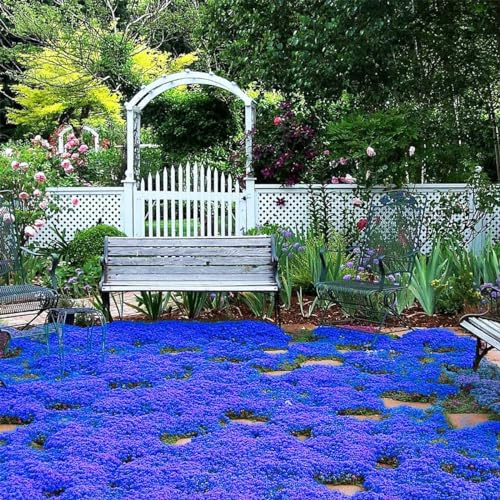 50.000 semillas de tomillo azul rastrero, variedad perenne sin OGM, se propaga lentamente como una alfombra azul natural debido a su naturaleza rastrera.