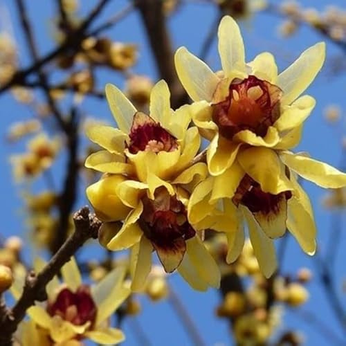 Chinesische Winterblüte - Chimonanthus praecox - 30-40 cm Topf - Duftender Winterblüher für Garten
