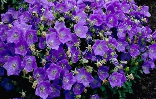 1 Pack of 5000 SEEEDS Campanula carpatica Blue Bellflowwer