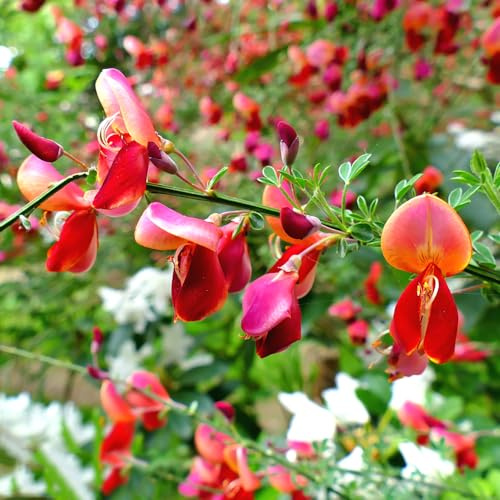 semillas de retama Decoraciones de jardín exteriores ornamentales raros, resistentes al invierno. con, resistentes verano variedades antiguas 500pcs