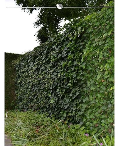 Irischer Efeu Hedera hibernica 150-175 cm im Topf. Angebot: 12 Pflanzen. Winterhart