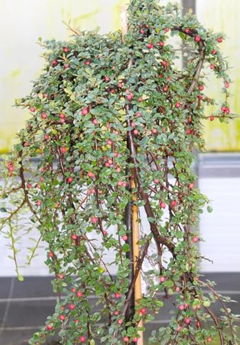 Zwergmispel Coral Beauty Cotoneaster dammeri Hochstamm 80-100 cm Mispel