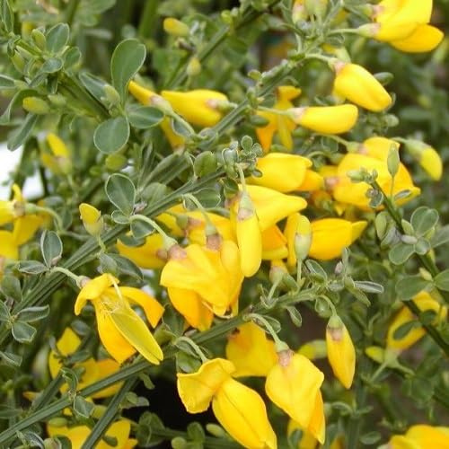Elfenbein-Ginster/Cytisus Allgold | Kleinstrauch und Winterhart - Gelb - Mehrjährige blühende Pflanze | 1,5 Liter Topf