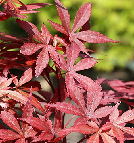 Fächer Ahorn Skeeters Broom 30-40cm - Acer palmatum - lebende Gartenpflanze aus den Baumschulen