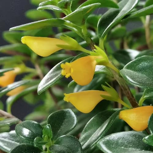 goldfish chlorophytum - deko wohnzimmer, hängepflanze topfpflanzen draußen winterhart, seltene stauden winterhart mehrjährig züchten 75samen