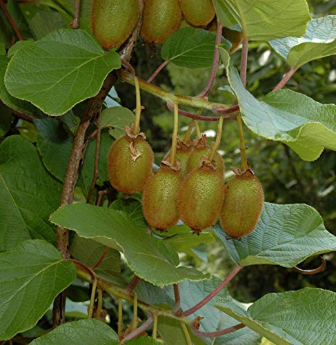 Selbstfruchtende Kiwi Issai 60-80cm - Actinidia arguta - lebende Gartenpflanze aus den Baumschulen