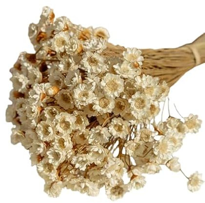 Glixia Natural Seca Ramo Versátil para Decoración Rústica y Modernista