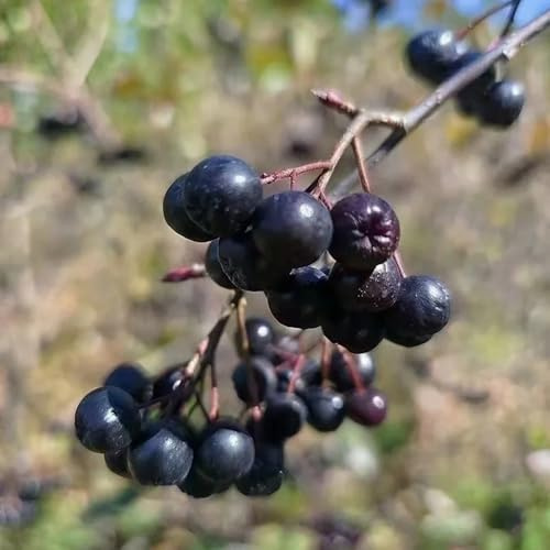 semillas aronia enanos Camas elevadas para el jardín reverdecimiento de tejados resistentes al aire libre oficina comprar 250pcs
