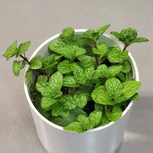 Semi di menta piperita - verdi resistenti per giardini rocciosi resistenti giardino esotico vecchie varietà raro 400pcs