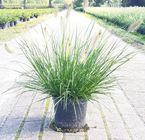 Lampenputzergras Pennisetum alopecuroides Hameln Ziergras winterhart