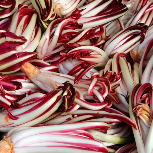 semillas de achicoria resistentes - variedades antiguas Pascua organicas 150pcs