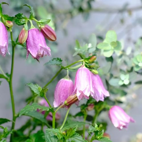 semi di campanula perenni decorazione da giardino per esterni, tappeto to decorazione di campanule to perenni semi biologici per aiuola da giardino 25pcs