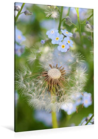 Premium Textil-Leinwand 80 x 120 cm Hoch-Format Pusteblume mit Vergissmeinnicht | Wandbild, HD-Bild auf Keilrahmen, Fertigbild auf hochwertigem Vlies, Leinwanddruck von Gisela Kruse