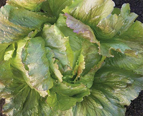 750 Seeds of Vegetable Lettuce Red Iceberg