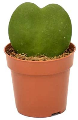 Hoya Kerrii o Planta del Corazón Planta Suculenta de la Suerte