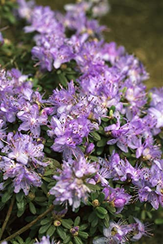 Rhododendron impeditum 'Ronny' 15–20 cm – Winterhart, Immergrün & Pflegeleicht – Zwerg-Rhododendron – Zierstrauch für Steingarten & Kübel
