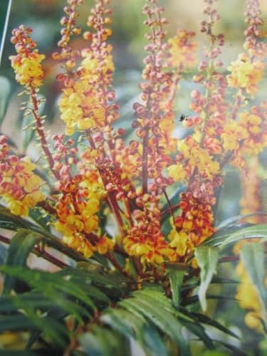 Mahonia aqiuifolium Volcano ® - MYOY ® - Mahonie Volcano ® - MYOY ® - 25-30cm