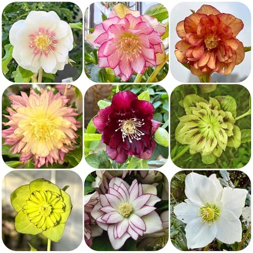 christrosen winterhart - balkon garden wild 500samen