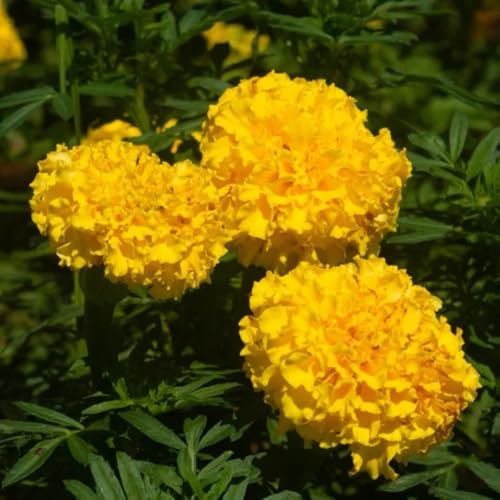 Semi di calendula, semi di Tagetes erecta rari semi di perenne 100pcs