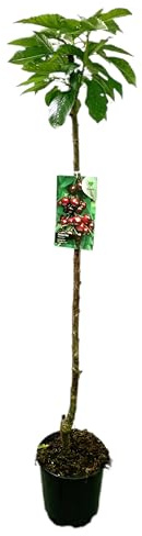 Garden Center Shop | Cerezo Van M25 | Árbol Frutal Natural de Cereza | Variedad Productiva de Fruto Dulce y Jugoso | Planta Exterior para Huerto o Jardín