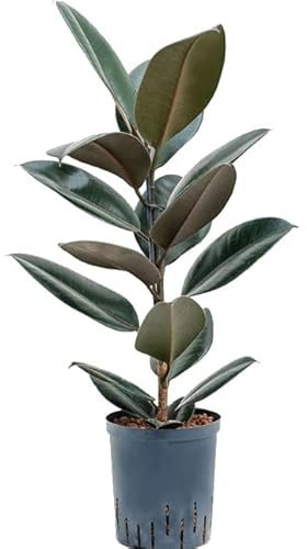 Ficus Elastica Abidjan Natural Árbol de Interior Ideal para Decorar la Casa o la Oficina
