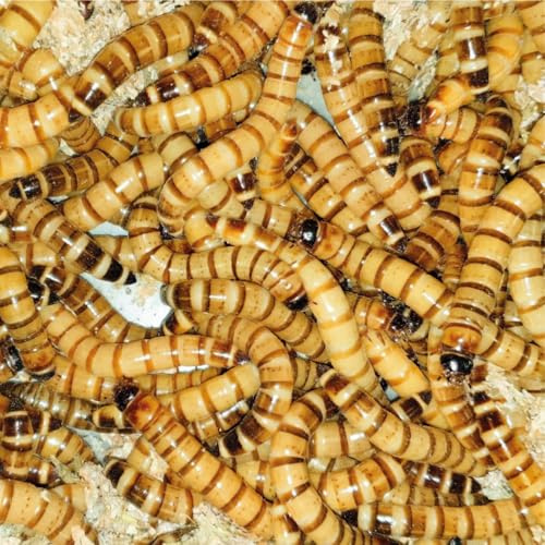 Zophobas, 1 Liter lebend und frisch verpackt Futterinsekten, Angelköder