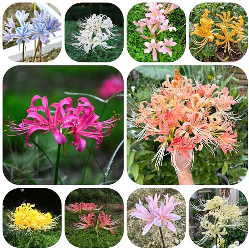 2 pz bulbi lycoris radiata, da giardino tura precoce di giglio ragno, per esterno
