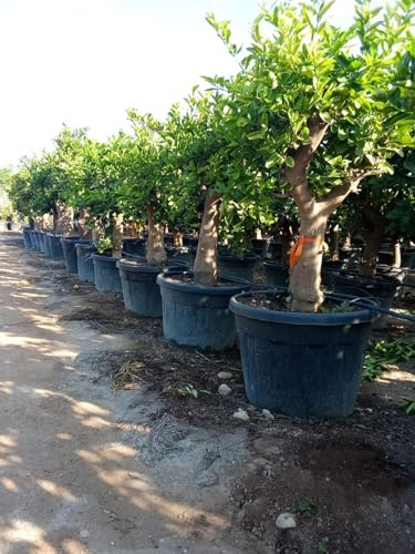 Sunny Tree - Citronnier vert - 30 ans - Citrus Latifolia - Agrume - Fruit - 180 centimètres - Produit de qualité A+